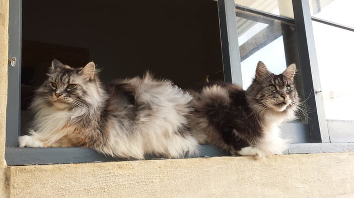 Two cats on a sill