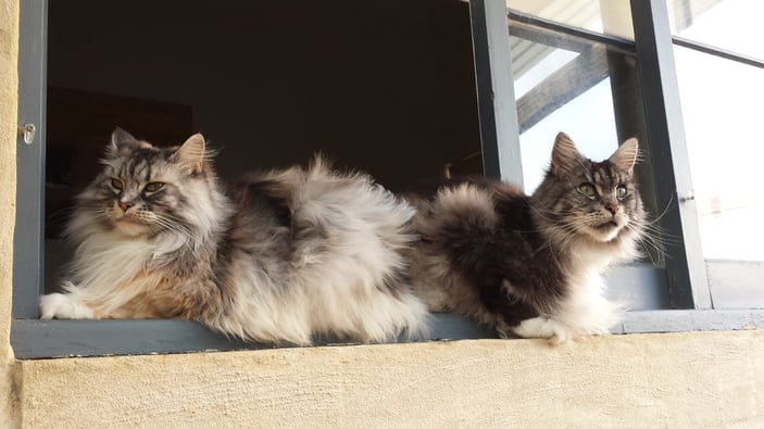 Two cats on a sill Two cats on a sill